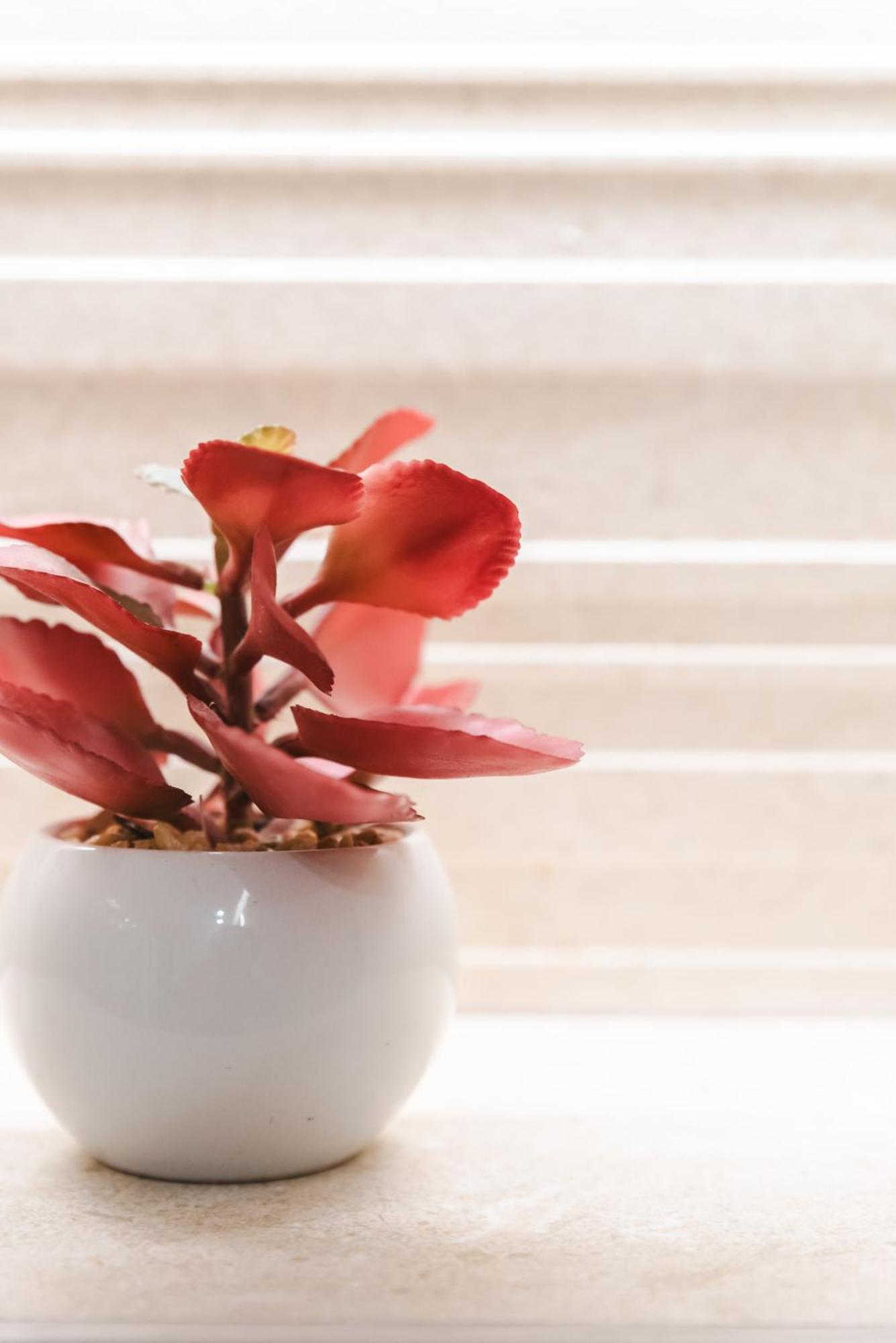 Borne Suites Ti By Mallorcasuites ปัลมาเดมายอร์กา ภายนอก รูปภาพ